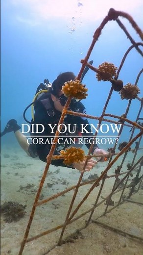 Science behind artificial reefs | How Corals Grow on Artificial Reefs 🌊🪸
