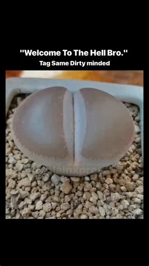 𝗘𝘅𝗽𝗹𝗮𝗶𝗻 𝗫𝗽𝗿𝗲𝘀𝘀 on Instagram: "The post features a close-up video of hands with blue-painted nails carefully splitting a Lithops succulent in gravel soil, revealing emerging green shoots in a propagation process that mimics the plant's natural desert adaptation for reproduction. High engagement (1.9M views, 1.3K likes) arises from the video's ASMR-like satisfaction combined with viewer confusion, with replies mistaking the split plant for mushrooms, hemorrhoids, or even disrespecting