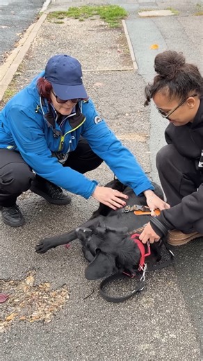 This Disabled Rescue Experiences His First Ever Walk | The Golden Kobe Family