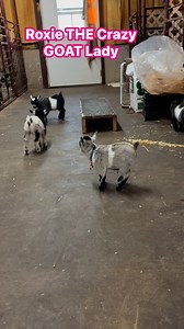 8.2M views · 251K reactions | Roxiethecrazygoatlady.com on Reels | Facebook