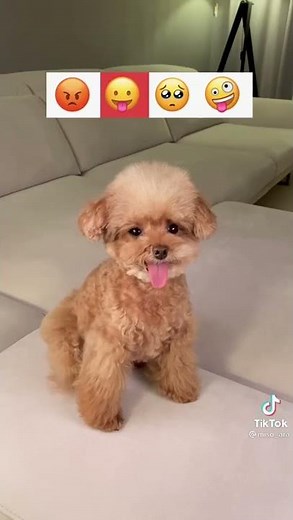 emociones vercion perrito (tiktok)