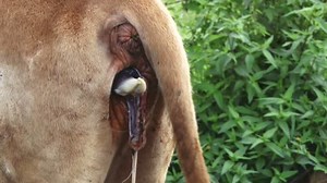 clip-17721403-cow-giving-birth