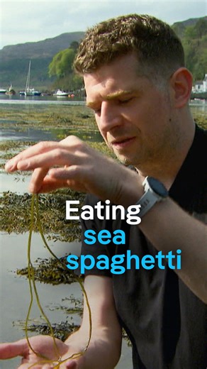 3.8K views · 26 reactions | Are algae the future of food? Commercial algae harvesting is booming on the Scottish Isle of Skye. Chef Calum Munro has sea spaghetti on his menu. Can it be a renewable alternative to fish and meat? | DW Stories | Facebook