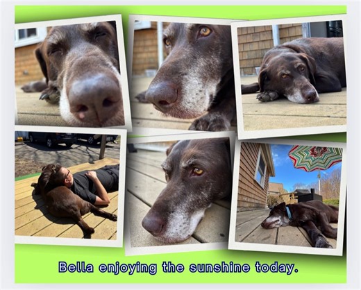 2.5K views · 70 reactions | Bella enjoyed the beautiful weather today! We hope you did too.  | Quincy Animal Shelter - MA | Facebook