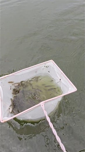Catching fish using a net