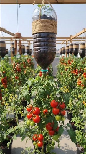 The best hack for growing tomatoes in bottle #glomalin #tomatotuesday #veggiegarden #gardentomatoes