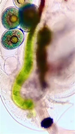 Daphnia are literally see-through. You can watch their digestive system, heartbeat, and even food moving inside. 🔬👀 Credit: @tardigrade_circus #amscope #microworld #daphnia #microscopes #underthemicroscope | Amscope Microscopes