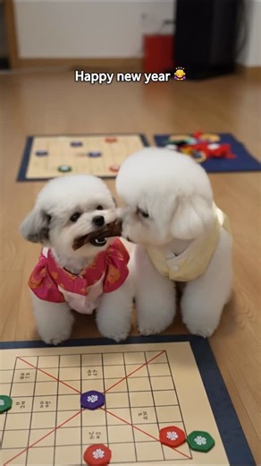 Bougie babies | Leo & Baby G on Instagram: "Happy new year 2️⃣0️⃣2️⃣6️⃣ 🙇‍♀️ 👉 Follow us for more bougie BB moments #instadog #dogsofinstagram #doginfluencer #luxurydog #doggram"