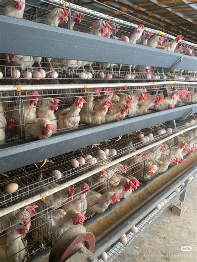 6.6K views · 143 reactions | Is poultry farm a profitable business? #layerchickens #broilerchickens #farmingtips #agriculture #healthychicken #backyardchickens #naturalfarming #farming #poultry #poultryfarming | Poultry Tips | Facebook