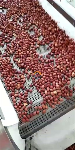 Automatic peanut continuous roasting machine auto industrial groundnut in shell continous roaster
