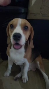 1K views · 93 reactions | It's dancing time. #beagle #beaglepuppy #beagledaily #beaglelife #beaglemom #beaglelover #dog #reels #reelsviral #fbreels | Baileys The Beagle | Facebook