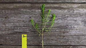 2.2K views · 26 reactions | Small can be mighty - just look at our Tea Tree oil. Each 10ml bottle is formulated with the oil of over 10,000 Community Trade tea tree leaves! | The Body Shop | Facebook