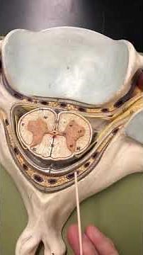 Spinal Cord Meninges -close up- with Dr. Masi