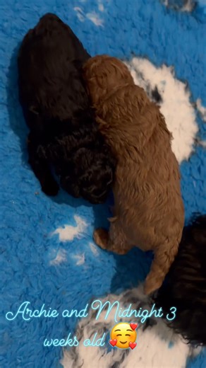 Welcome to the world little ones. Born on the 12th of October 😍 | Kaziahdreams Toy Poodles