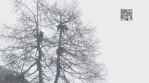 43K views · 1.8K reactions | Trentino: Il freddo e la forte pioggia non frena l'esuberanza dei tre orsetti, più agili di un gatto nell'arrampicarsi su di un larice. | Ezio Giuliano Filmmaker | Facebook