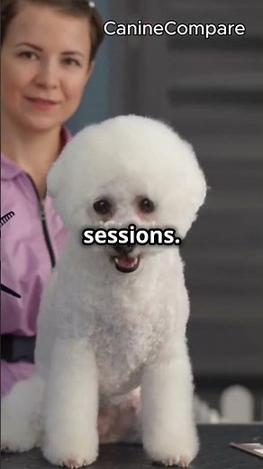 Poodle vs. Bichon Frise: Which Breed is Right for You?