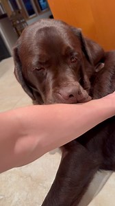 56K views · 2.1K reactions | Cobbling & Kisses  . . . . . #thelabmillie #labs #labs_of_insta #labsofinsta #labsofinstagram #talesofalab #labradorlove #dog #labrador #chocolatelab #dogsofinsta #dogsofinstagram #labradorretriever #DoggytheWorld #labsforlife #labradoroftheday #labofday #laboftheday #worldoflabs #talesofalab #chocolatelabsquad #labrador_class #chocolatelaboftheday #labradorlover229 #dogslife #dogsofinsta #dogsofinstagram | the.lab.millie | Facebook