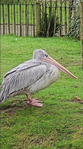 ​🪶 Nature’s Elegant Fisher: The Pink-backed Pelican (Pelecanus rufescens)