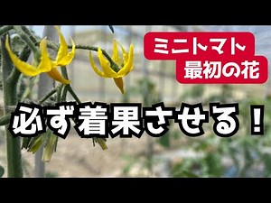 [How to grow cherry tomatoes] Why you want the first flower to bear fruit