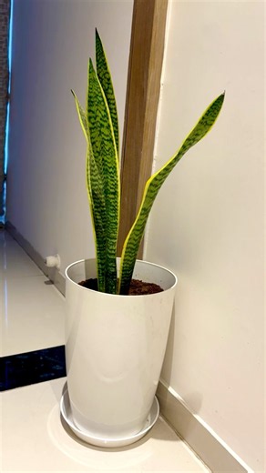 Large Plant Pot Unboxing | Premium Planter for Home and Office #homedecor #shorts