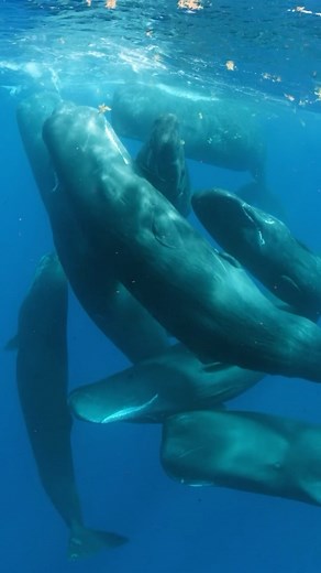 Paul Nicklen | 🔊 Sound on to hear the powerful echolocation sperm whales use to navigate their environment. A single click can reach up to 230 decibels... | Instagram