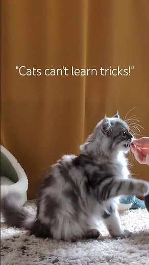 Cats can learn tricks too! 🤗 #cattricks #kittentricks #funnycats #smartcat #cattraining