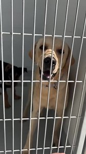 Meet Happy! Happy is a 1-2 year old male yellow lab. He’s a very social boy who gets along well with other dogs and all people. He is currently stuck in the Fresno shelter and we want to jail break him! Happy needs a foster starting this Friday! if you can foster or foster to adopt Happy, please fill out one number applications on your website or if you have one on file already please email foster@rocketdogrescue.org #rocketdogrescue #fosterme #adoptme #adoptdontshop #adoptdontbuy #rescue #rescu