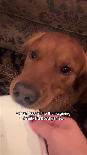 shadow_the_redretriever (@shadow_the_redretriever)’s videos with Thanksgiving Theme - Vince Guaraldi Trio