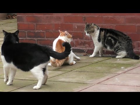 Real Cat Fight ! || Cats Fight Over Territory
