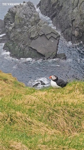 The first puffins of the year have touched down at Bempton Cliffs on the Yorkshire coast, the RSPB has confirmed. This video shows a puffin at the site in 2024 - captured by Beth Aucott | Yorkshire Post
