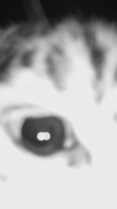 Leia's Got Her Eye On You 👀 Our CCTV captured this cute moment of our playful Amur leopard, Leia, taking an interest in our cameras! 📸 There's nothing more we love to see at the Sanctuary than our cats being healthy, happy and curious 🧐 #thebigcatsanctuary #bigcat #leopard #amurleopard #animal #wildlife #cute | The Big Cat Sanctuary