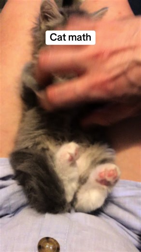 Understanding Cat Math: A Fun Look at Feline Arithmetic