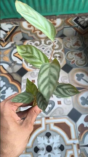 Ctenanthe Plant Care | Never Never Plant | Beautiful Prayer Plant for Indoors