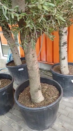 Olive trees at garden centers - what they look like and how much they cost - Wrocław
