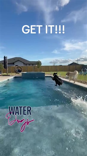 Golden Takes Away the Toy After Black Lab Pool Dive!! #blacklabrador #goldenretriever #dogsinpool #pool #fetch