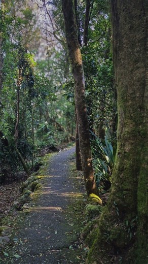Discover Springbrook's Cloud Forests!
