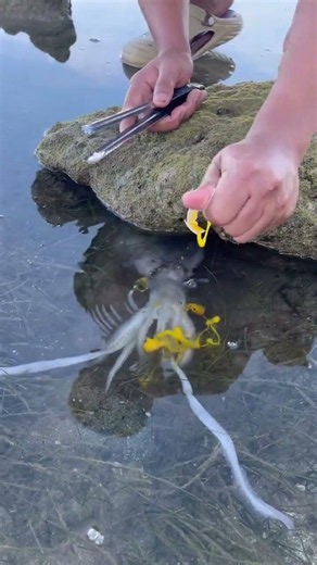 Amazing Octopus Catching | Traditional Sea Fishing | Incredible Seafood Hunting 2026