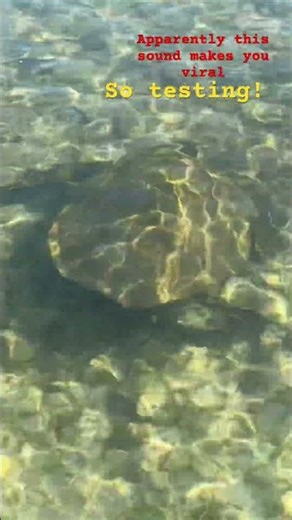 I tool this video myself! Do u like turtles?! #viral #turtle #beach #foryoupage
