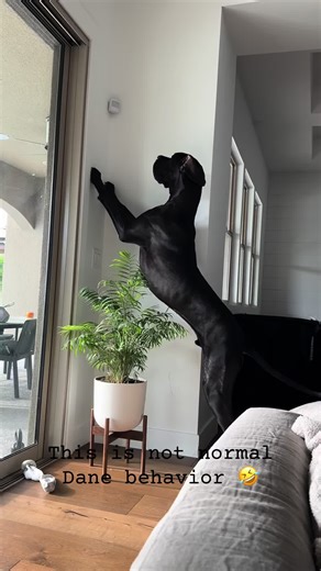 Great Dane's Bear-Like Climbing Behavior