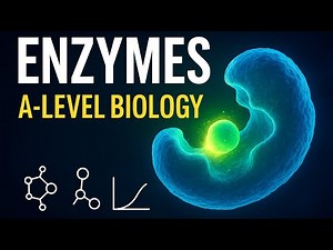 Enzymes Explained — A-Level Biology (Eduqas) | Structure, Function & Factors