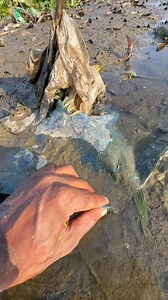 Tortoise catching in jungle #reels #viral | Daily Fishing Vlog