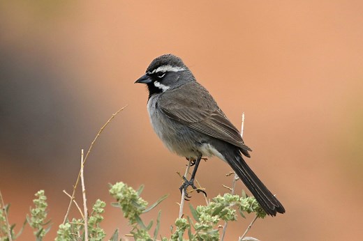 31 Species Of Sparrows In Arizona (ID And Sound Guide)