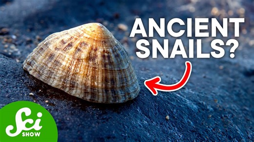 Ancient genetics that still occur today: Atavisms explained