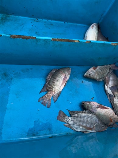 Mastering Filleting Techniques in Fish Preparation