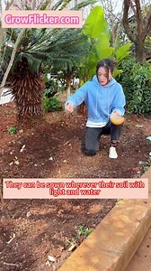 Transform your garden with the elegance of Peonies! 🌸 Lush, fragrant, and absolutely stunning. #PeonyLove #GrowFlicker #FloralBliss #GardenVibes #NatureBeauty #TimelessCharm #BloomingSeason #PeonyPer | Grow flicker7