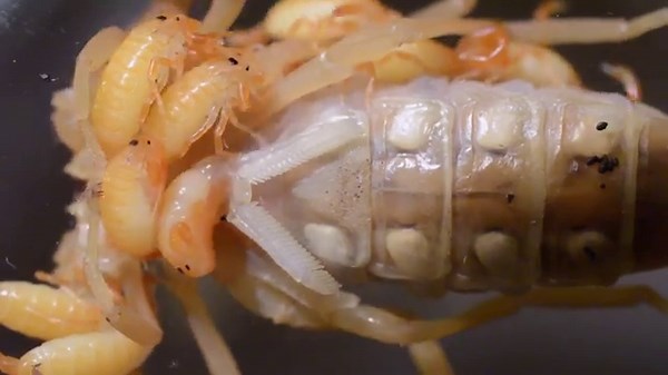 400 Million Years of Survival! 🦂 Desert Scorpions' Ancient Secrets | Nature Documentary