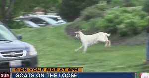 WATCH: Goats go rogue, run loose through N.Ky.