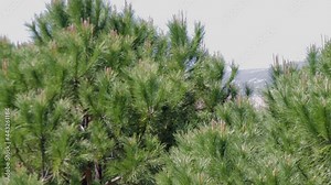 Pine trees swaying in a windy summer day. The movement of branches of pine tree in the wind.