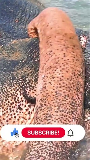 Amazing Elephant Behavior and Playful Moments