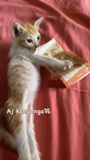 Happy Paws Boarding on Instagram: "Chiku works hard to earn his bread 🥺 [cat meme, funny reels, cat boarding, pet lover, cat sitting, dog cake, boarding with love, pet care, cats of Instagram, for you, fyp, viral post, trending now, Insta pets, explore page, pets of Instagram, boarding cat, Karachi pet sitting, Karachi cat, pet sitting Karachi, cat sitting Karachi, cat food, cat food Karachi, homemade cat food, Karachi boarding, pet safe cake, pet cakes, cat cake, meat-based cake] #catmeme #fun